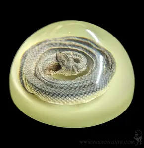 Glow In The Dark Snake Paper Weight