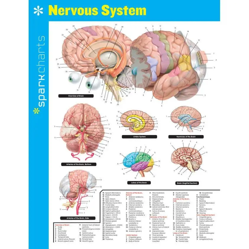 Nervous System SparkCharts