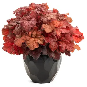 Primo® Mahogany Monster Coral Bells