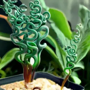 Transform Your Garden with 100PCS/Bag Spiral Grass Seeds – Green Succulents for Stunning DIY Bonsai and Potted Flowers