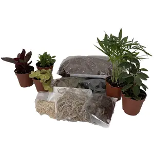 Hirt's Terrarium Kit with 5 Terrarium Plants in 2" Pots