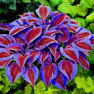 500 purple Hosta seeds, perennial and attractive fragrant Hosta Plantaginea bonsai seeds used for garden and courtyard decoration, attracting pollen
