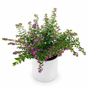 Cuphea Hyssopifolia Pink Flowers 6” Pot – Mexican Heather Outdoor Plant | Low Maintenance Garden & Landscape Flowering Plant