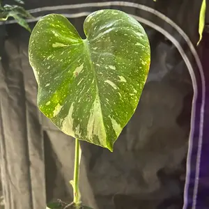Monstera Thai Monstera Thai