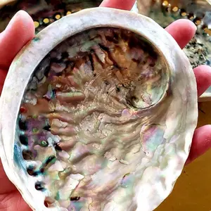 Abalone Shells, Meditation, Incense, Spiritual, Palo Santo, Smudging