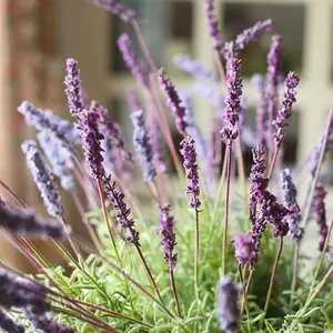 Faux Artificial Lavender Provence Lavender Stem 21" Tall Silk
