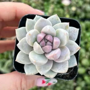 2” Sedeveria Lilac Mist - Live Succulent Plant