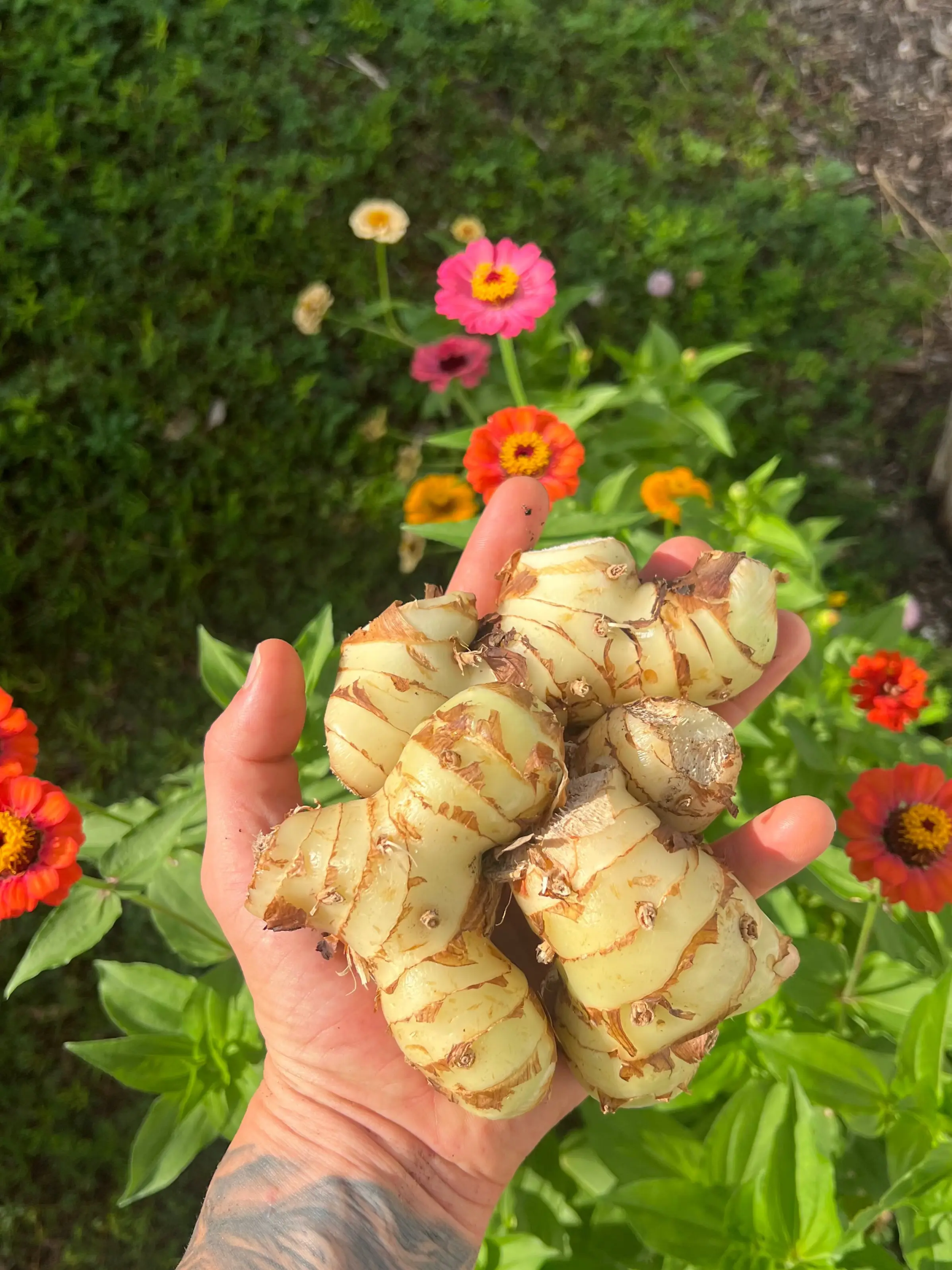 Galangal Ginger Root (Greater)