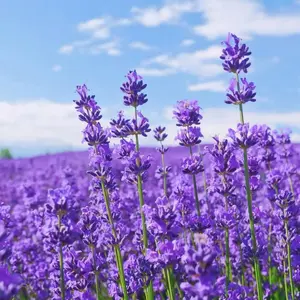 Lavender Seeds for a Pollinator Paradise – 1000+ Fragrant, Soothing Seeds, Easy to Grow & Perfect for Attracting Bees & Butterflies