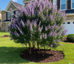 50+ Chaste Tree Seeds (Vitus angus castus) - Fast Growing, Pepper Subst., Edible