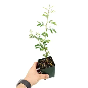 Acacia arabica 'Gum Arabic'