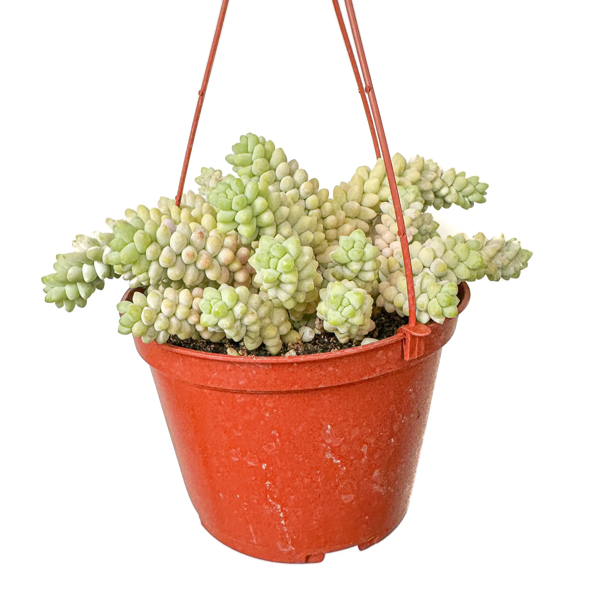 6" Donkey Tail Succulent, (Burro's Tail), Pet Friendly Live Houseplant, Indoor Plant