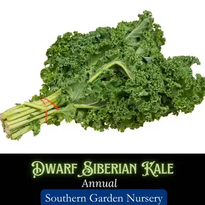 Dwarf Siberian Kale Seeds : Heirloom Cool-Season Curly Kale, Easy to Grow, Non-GMO Vegetable Seed
