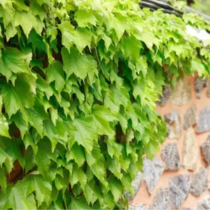 Boston Ivy Seeds - 50 Fresh Seeds for Easy to Grow Climbing Vine - Ships from Iowa USA - High Germination Rate - Perfect for Walls & Trellises