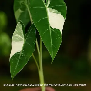 Variegated Alocasia Frydek | Tissue Culture Seedling | Rare Tropical Houseplant | Single Plant per Bag