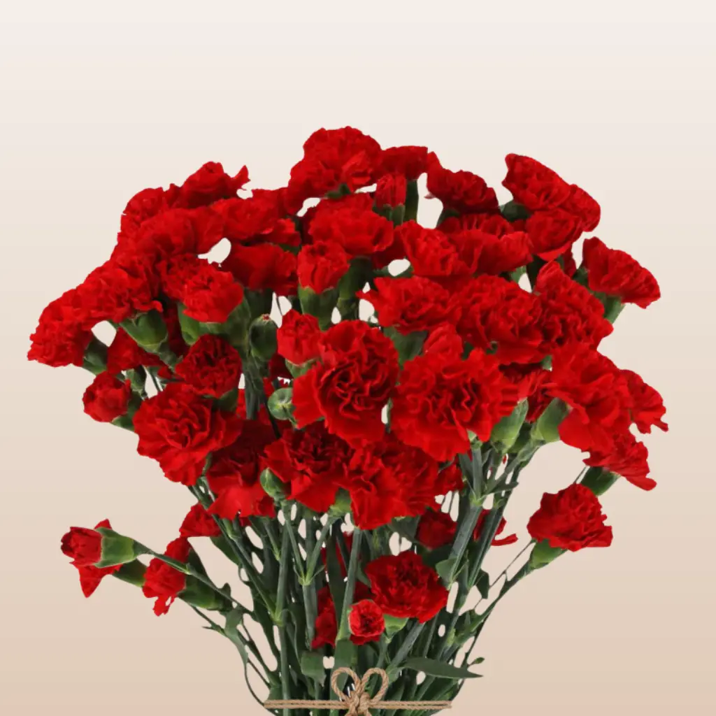 Mini Carnation Red Rony