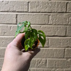 Monstera Esquelato starter growers choice