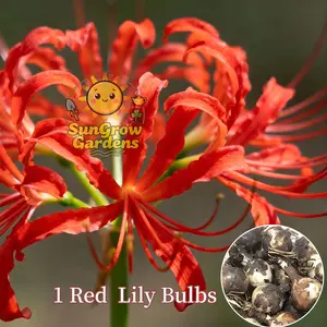 Lily Ball, natural fertilizer flower ball, multi-season flowering and year-round growth, suitable for indoor and outdoor planting in all regions, cold-resistant and easy to survive.