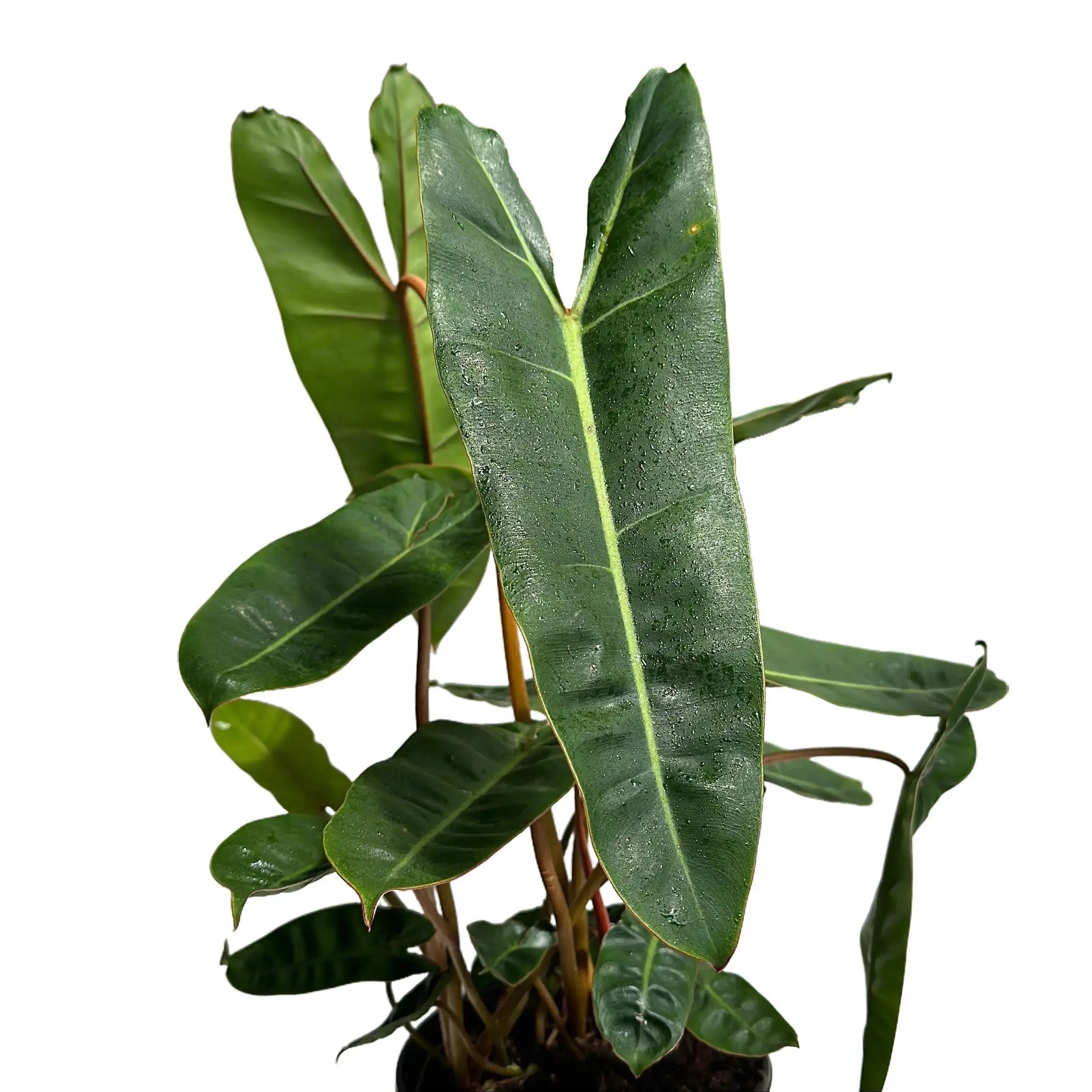 Philodendron Billietie 6" pot Live Tropical House Plant with Unique Leaves, Beginner-Friendly Care