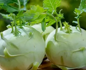 Giant White Kohlrabi Seeds | Heirloom | Non-GMO | Fresh Garden Seeds 50 seeds