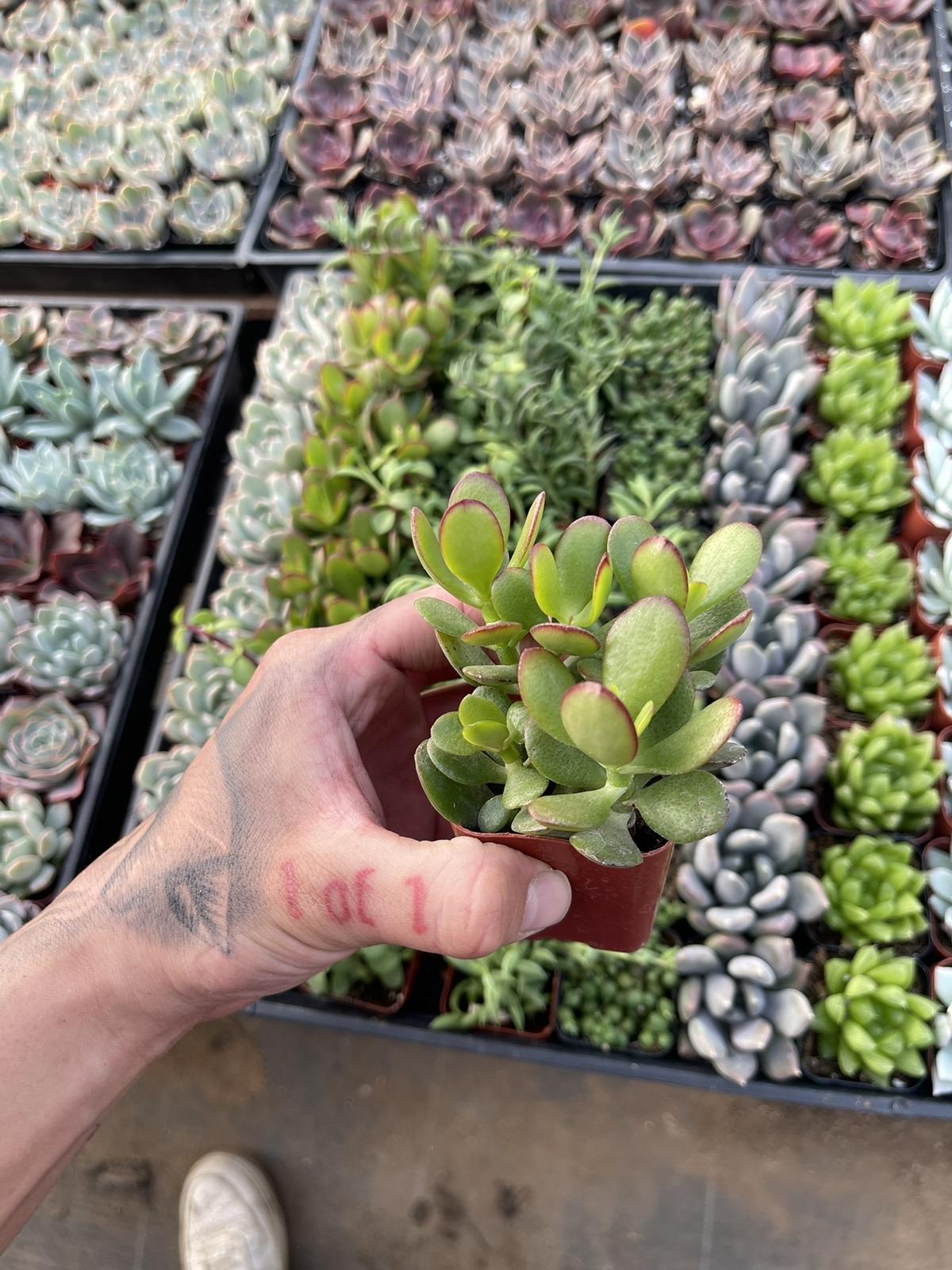 120 Mini Succulents for Weddings or Events- Perfect for a special occasion