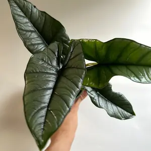 Alocasia Platinum 4" pot Rare Collector's Houseplant with Unique Silver Sheen Leaves