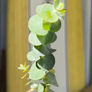Baby Blue Eucalyptus Live Plant, Live Evergreen Tree, Unique Plant, Baby Tree