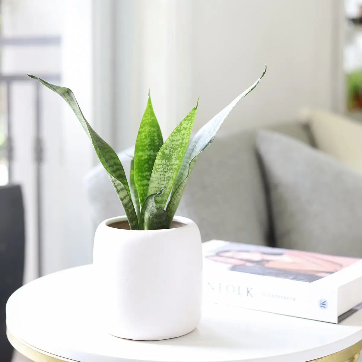 Snake Plant Sansevieria Zeylanica