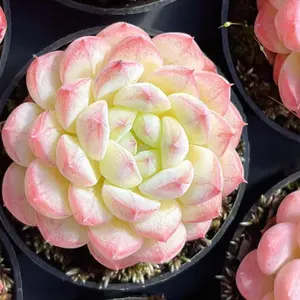 10 Rare succulent seeds, Echeveria Dream Yume Mori seeds