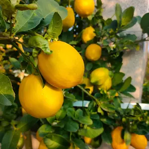 Lemon tree Bare-rooted young tree, easy to maintain, suitable for edible fruit trees for beginners