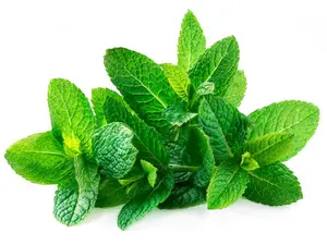 Spearmint Seeds Húng Lủi Non-GMO Organic Heirloom Mint Herb for Planting Spring Season 14g 18-24in Plant Height by MAI'S FAMILY