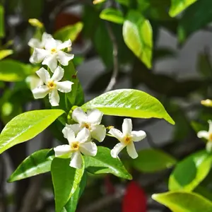 Jasmine Minima in 2" Pot Live Houseplants - Elegant Indoor Plant with Green Foliage - Perfect for Desks Shelves or Windowsills