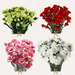 Mini Carnation Assorted Winter and Xmas 150 Stems Select Spray Carnation 60cm