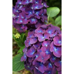 Green River 5 Purple Blue Hydrangea Seeds - Perennial Flower Seed Pack, Bi-Color Blooming Shrub, Patio Display Favorite, Shade Garden Accent, Vibrant Cottage Charm