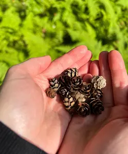 Miniature Pinecones Nano Terrarium Plant Decor