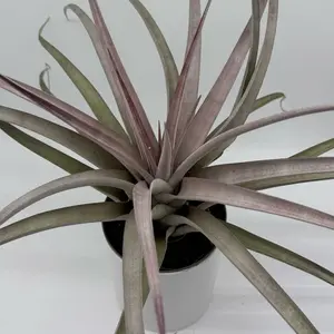 Large Tillandsia Steve 6" potLive Tropical Air Plant for Beginner Gardeners Compact & Easy Care Air Purifying Houseplant Ideal for Smaller Spaces