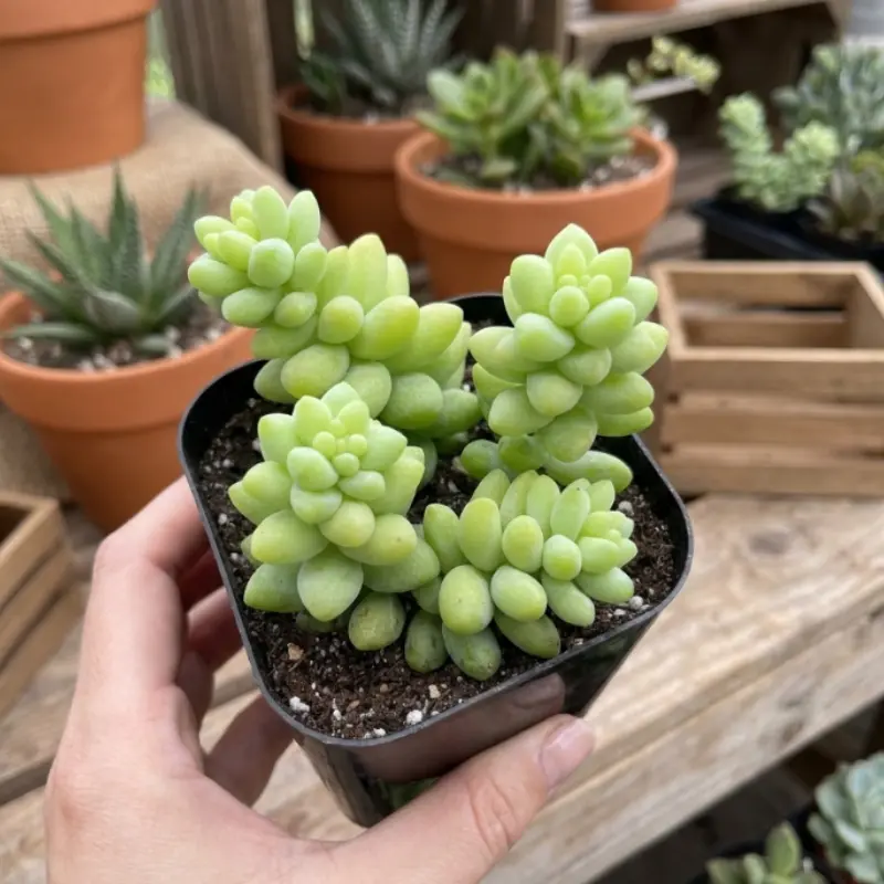 Sedum Burrito, Donkey's Tail, Trailing Succulent, Hanging Plant, 2" 4" pot
