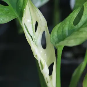 Monstera Adansonii Archipelago Ghost Variegated MINIS *NEW LEAF*