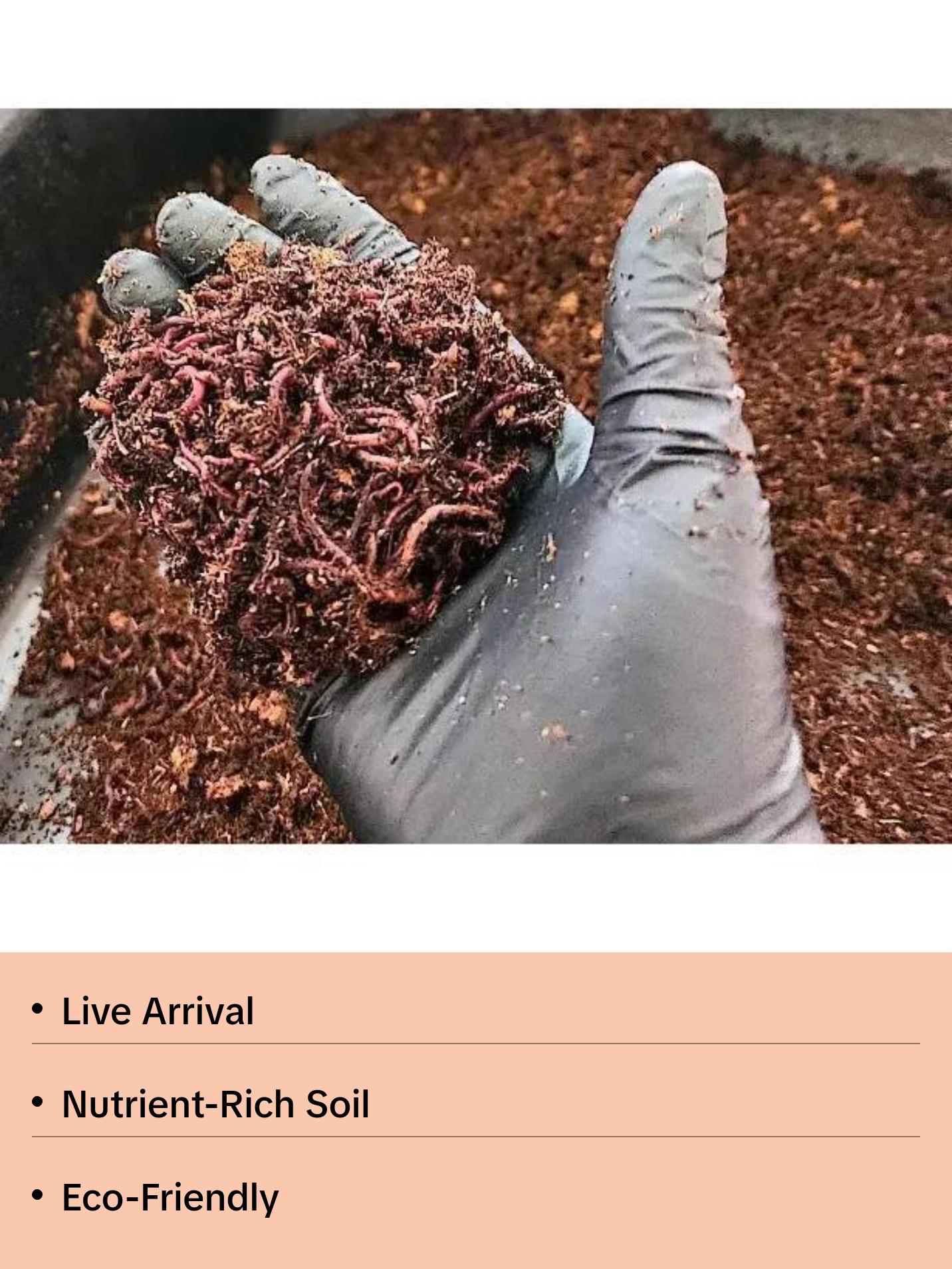 Pure Red Wigglers Composting and Gardening Worms Eisenia Fetida 1/4 lbs 250 Count for Rich Nutrient Dense Soil and Healthy Plants Coconut Fiber Substrate