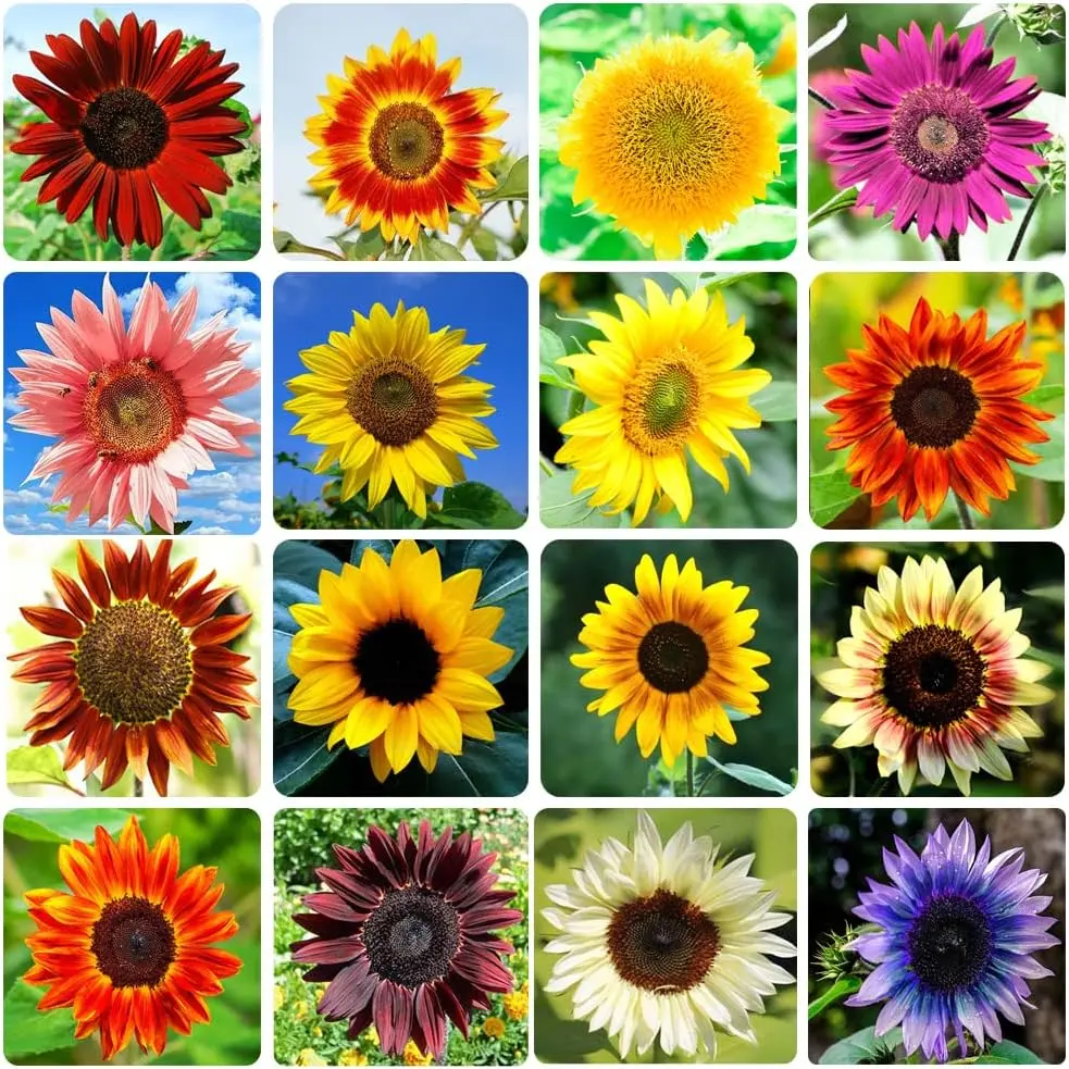 1000+ Sunflower Seeds for Planting Heirloom, Bulk Package of 15 Varieties Mix Seeds, Individually Packaged, Attracts Pollinators
