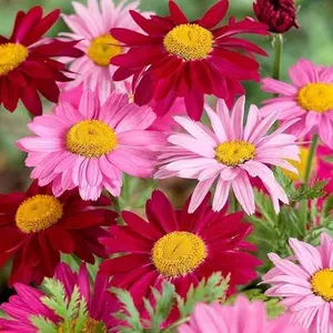 Pyrethrum Tanacetum Chrysanthemum Seeds - Pyrethrum Tanacetum Coccineum Garden Flower Seeds - Perennial Flower Seeds - 1000 Seeds