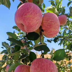 Dwarf red Fuji apple saplings, 15-17 inches live with roots, healthy seedlings for household orchards