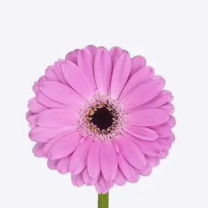 Mini Gerber Lois - 60 Stem Bunch