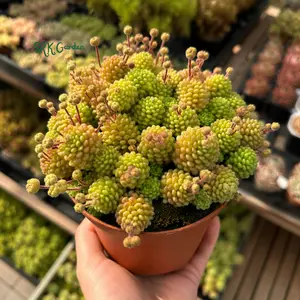 Monanthes Polyphylla, Miniature Succulent, Rare Plant in 3" pot
