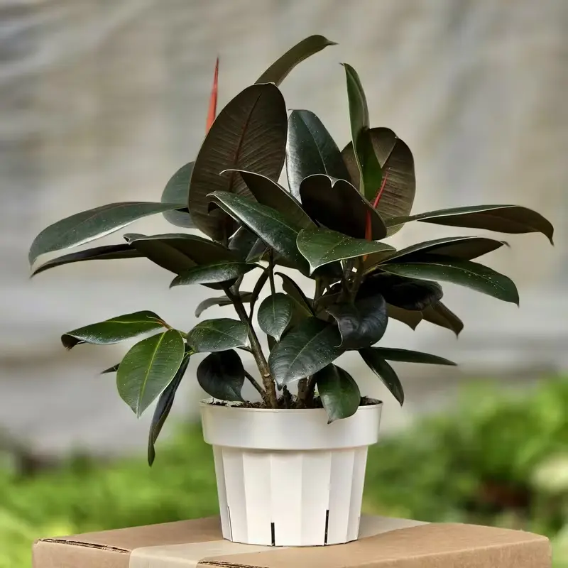 Mini Rubber Tree Live Plant In Small Plastic Pot Glossy Dark Burgundy Leaves Low Maintenance Air Filtering Ficus Elastica Perfect For Beginner Indoor Gardeners
