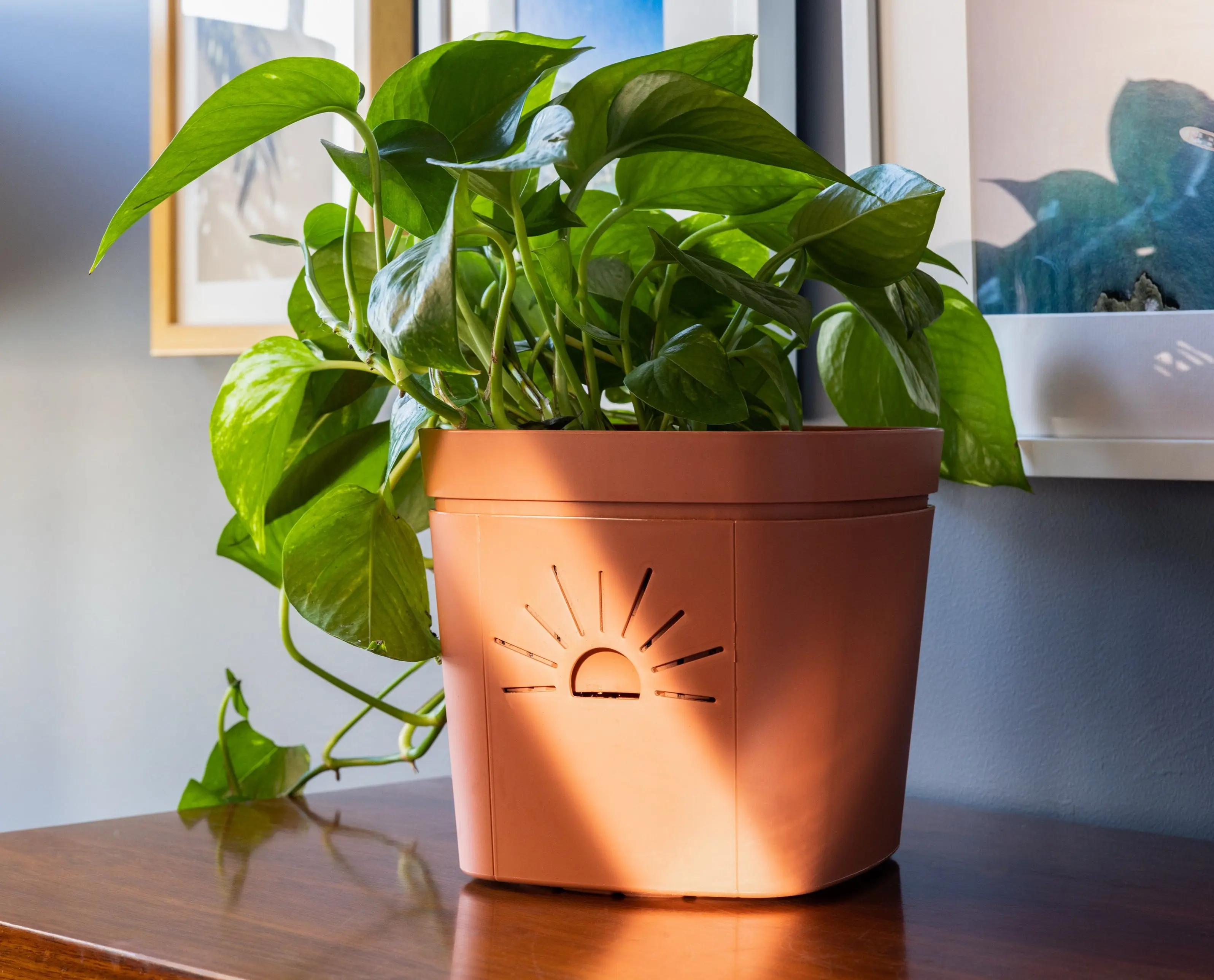 8-Inch "Breathing" Planter - TikTok Shop