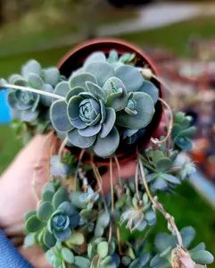 Orostachys Dunce Cap 2.5 inch pot live succulent plant