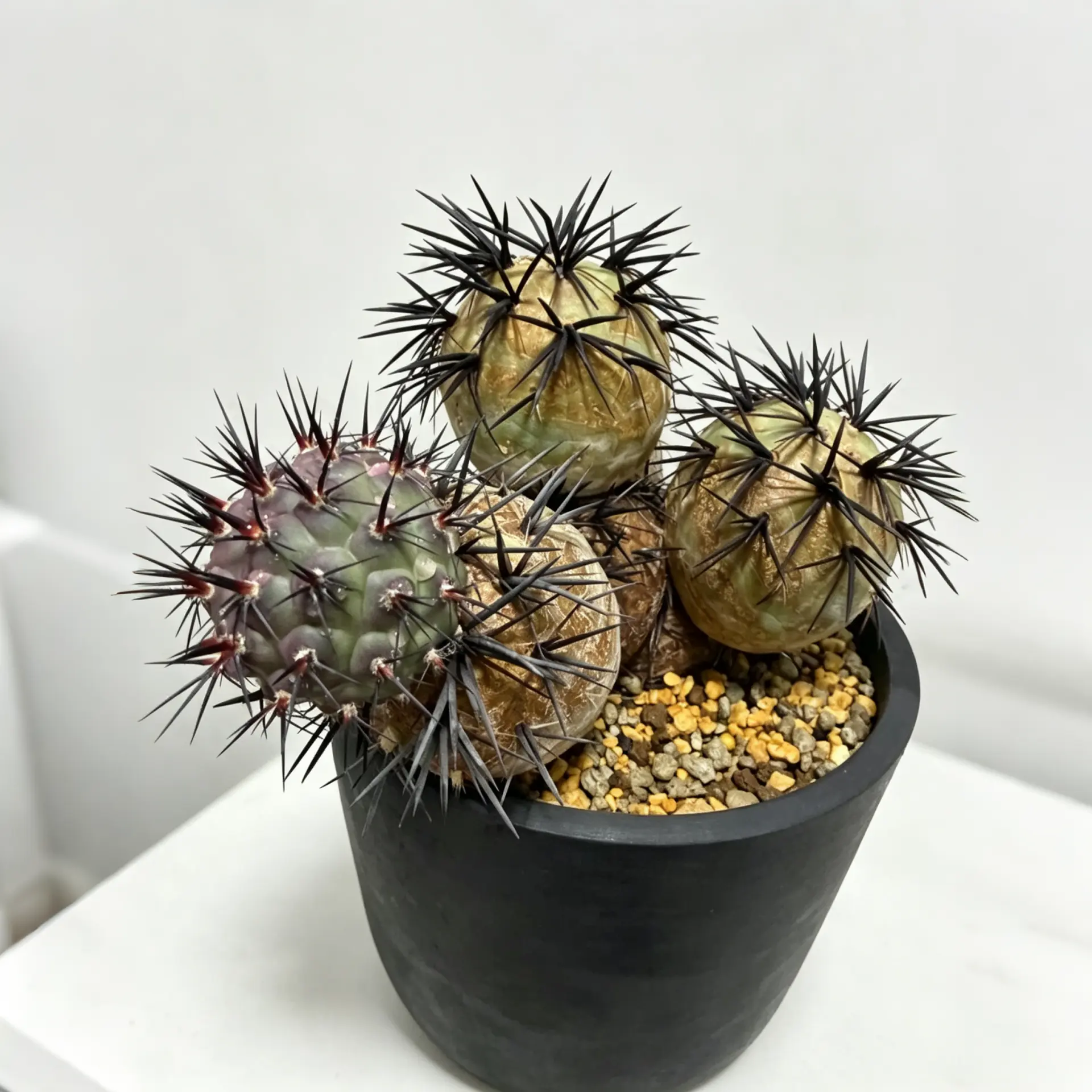Turbinicarpus Pseudopectinatus Cactus, Healthy Mini Potted Succulent For Window Home Decor