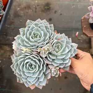 Echeveria Subsessilis 6 inch pot Succulent Plant