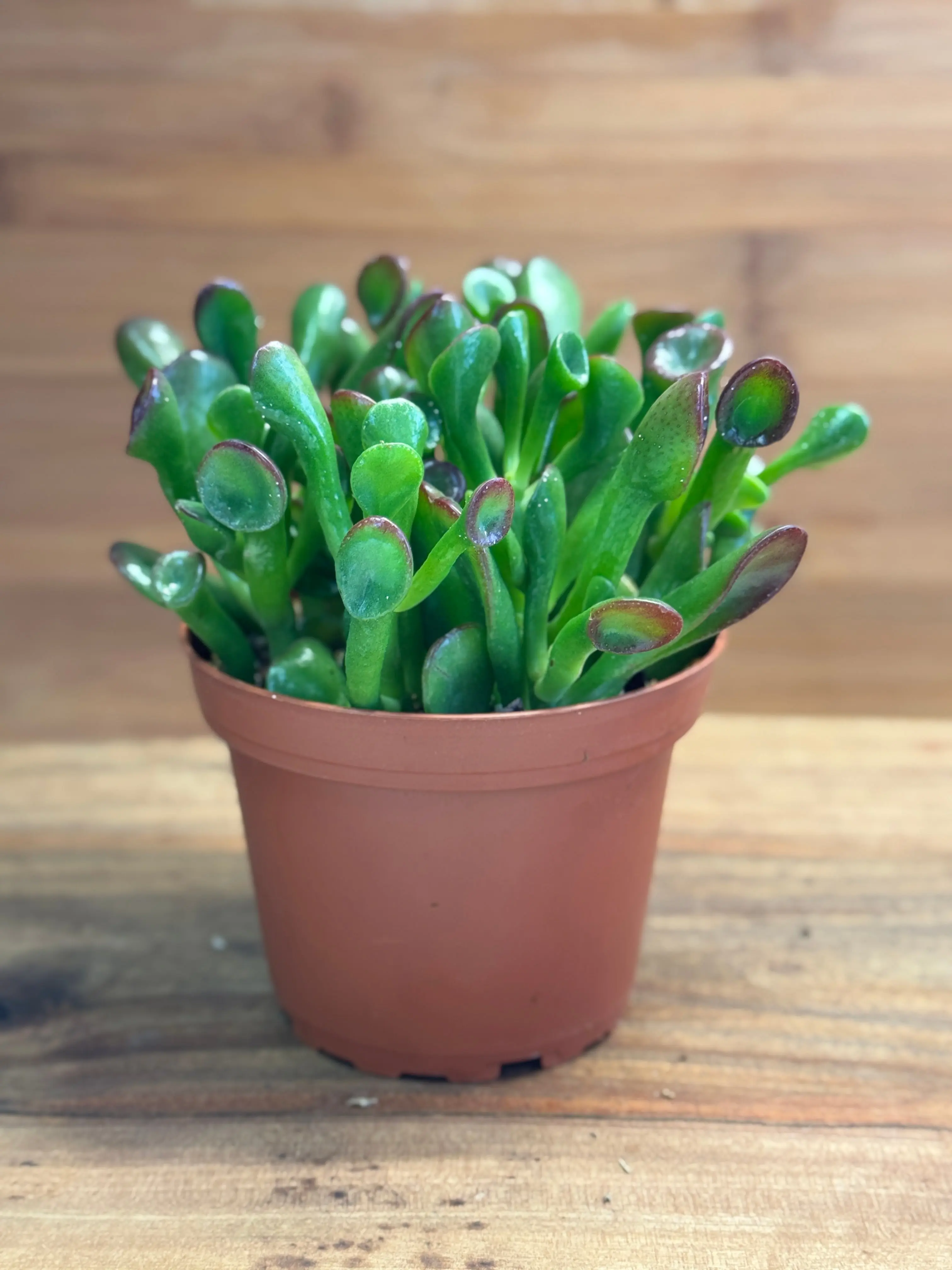 haworthia cooperi succulent Haworthia cooperi var. pilifera